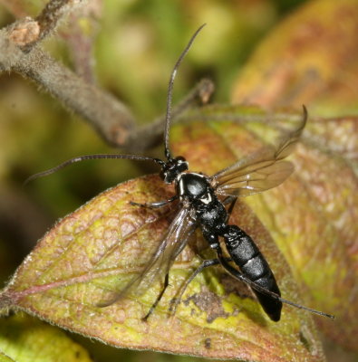 Ichneumoninae