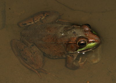 Green Frog