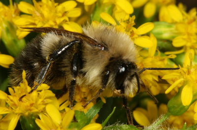 Bombus vagans ♂ * Half-black Bumble Bee