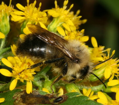 Bombus vagans ♂ * Half-black Bumble Bee