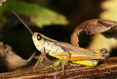 Chorthippus curtipennis ♂ * Marsh Meadow Grasshopper
