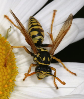 Polistes dominulus * European Paper Wasp  ♂