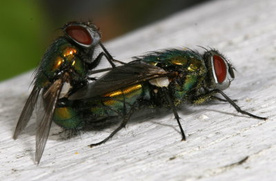  Lucilia sericata * Common Green Bottle Fly