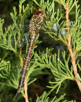 Shadow Darner ♀