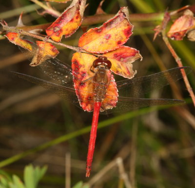 Autumn Meadowhawk ♂