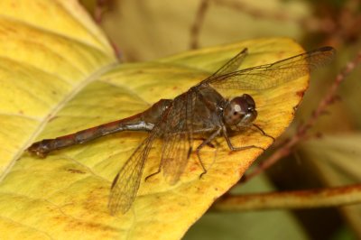 Autumn Meadowhawk ♀