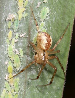 Pityohyphantes Genus