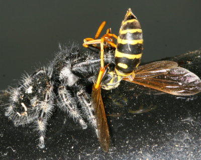 Bold Jumper (Phidippus audax) vs European Paper Wasp (Polistes dominula)