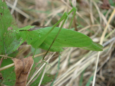 Amblycorypha oblongifolia * Oblong-winged Katydid ♂