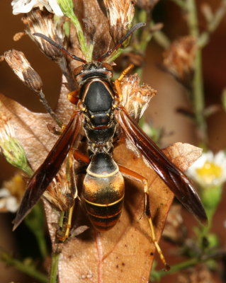 Northern Paper Wasp