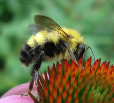 Bombus vagans ♀ * Half-black Bumble Bee