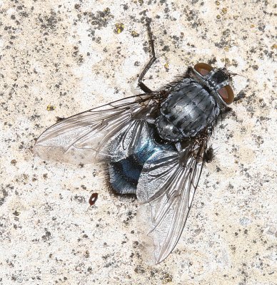 Calliphoridae : Blow Flies