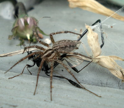 Pelecinus polyturator captured by a Funnel-Web Spider