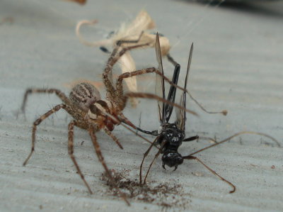 Pelecinus polyturator captured by a Funnel-Web Spider