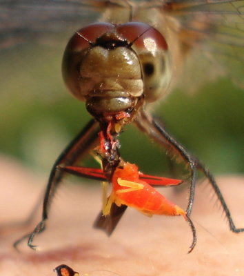 Meadowhawk eating Leafhopper