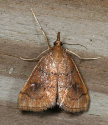 Hodges#4950 * Mint Root Borer * Fumibotys fumalis