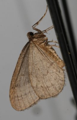 Hodges#7436 * Winter Moth ♂ * Operophtera brumata