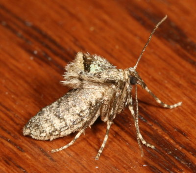 Hodges#7436 * Winter Moth  ♀ * Operophtera brumata