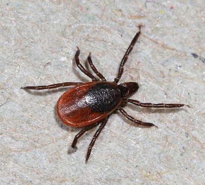 Deer Tick * Ixodes scapularis ♀