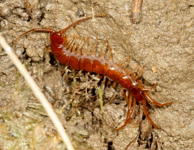 Lithobiomorpha * Stone Centipedes