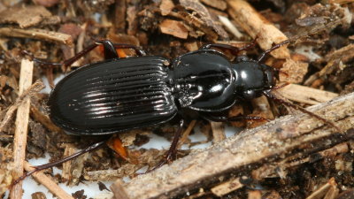 Pterostichini Tribe : Woodland Ground Beetles