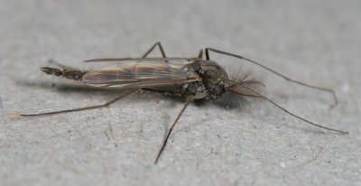 Chironomus atrella