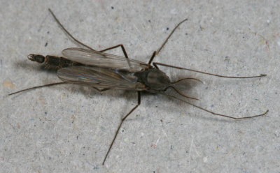 Chironomus atrella