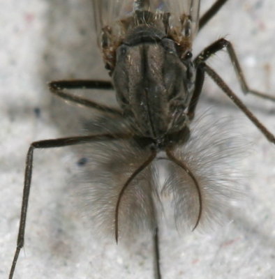 Chironomus atrella