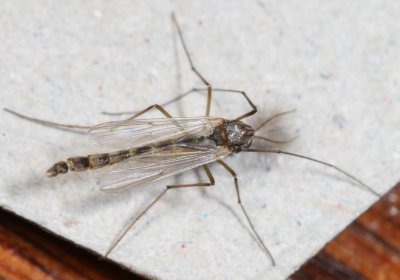 Tribe Chironomini  ♂ b