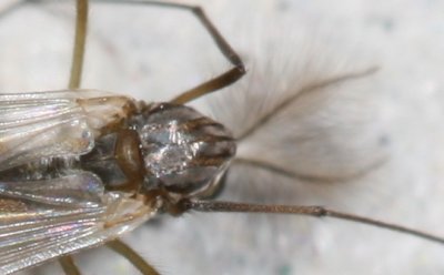 Tribe Chironomini  ♂ b