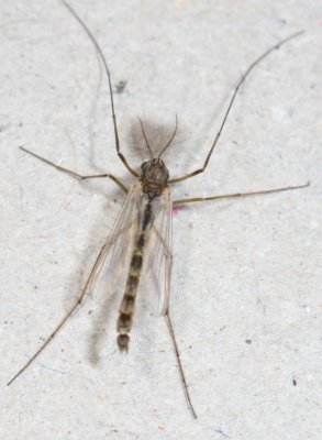 Tribe Chironomini  ♂ b