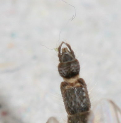 Chironomus atrella