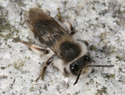 Andrena rufosignata or Andrena mandibularis ♀