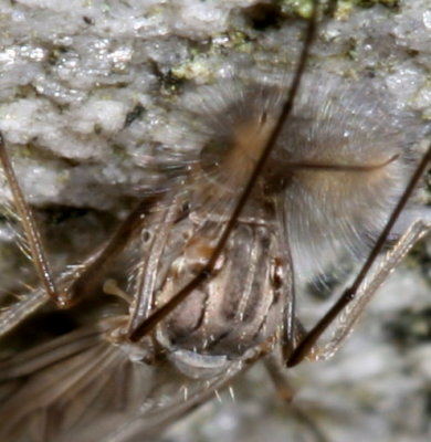Chironomus group #2 ♂
