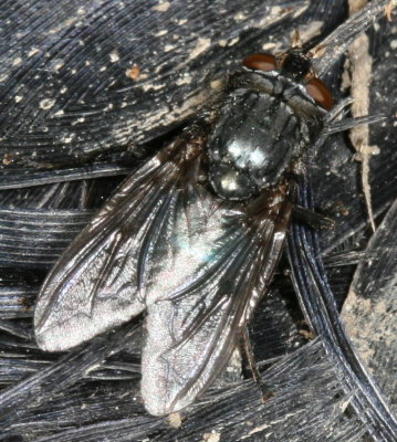 Cynomya cadaverina ♀
