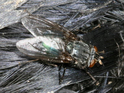 Cynomya cadaverina ♀