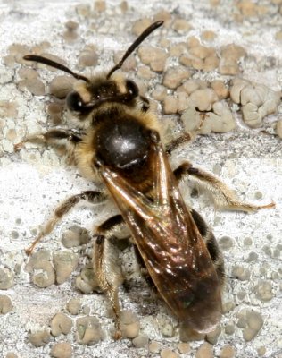 Andrena miserabilis ♀