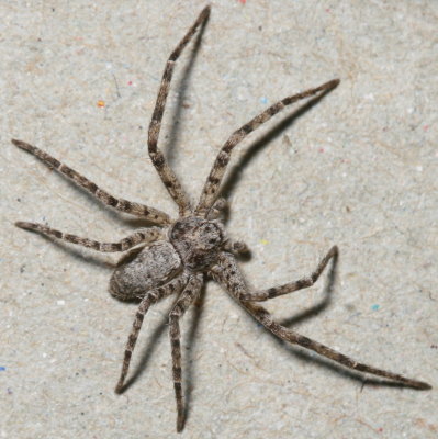 Philodromus praelustris