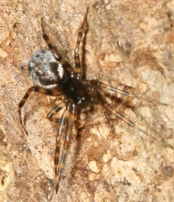 Pityohyphantes Genus