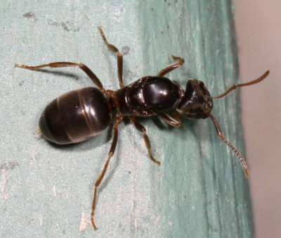 Lasius aphidicola
