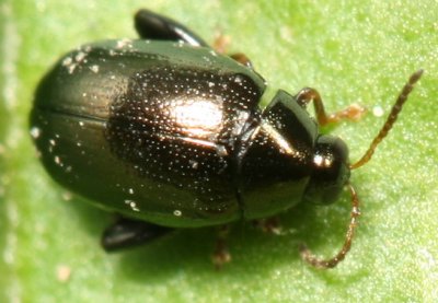 Dibolia borealis * Northern Plantain Flea Beetle
