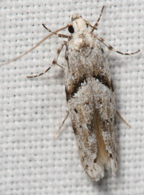 Hodges#1851 * Stripe-backed Moth * Arogalea cristifasciella
