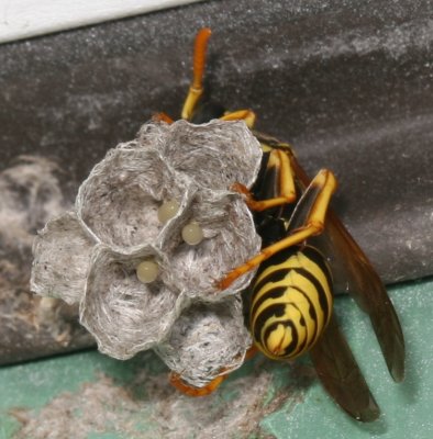 Polistes dominulus * European Paper Wasp ♀