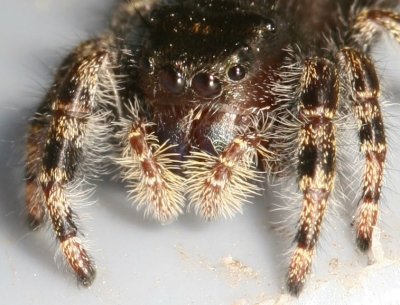 Phidippus audax