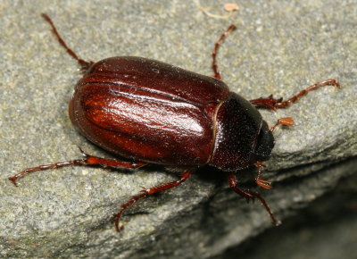 Subgenus Phyllophaga