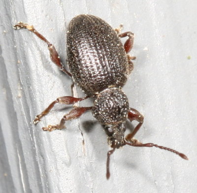 Otiorhynchus ovatus * Strawberry Root Weevil