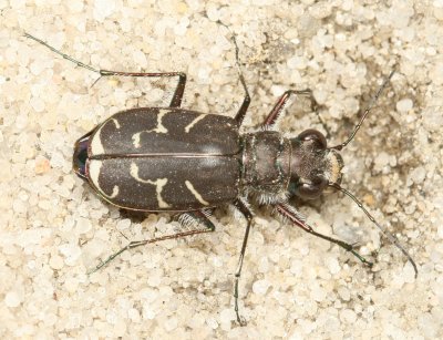 Oblique-lined Tiger Beetle
