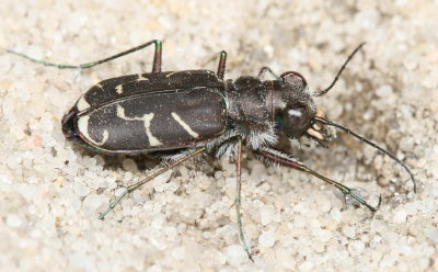 Oblique-lined Tiger Beetle
