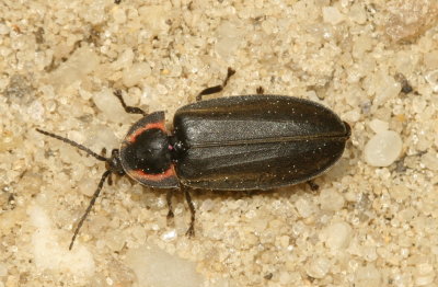 Winter Firefly