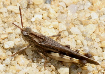 Northern Green-striped Grasshopper ♂